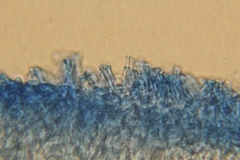 Rigidoporus cuneatus