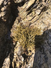 Fucaceae