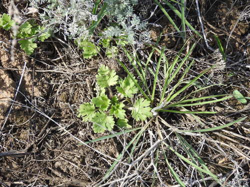 Ranunculus oxyspermus