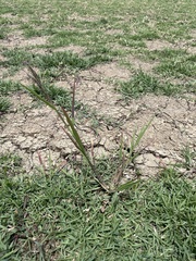 Leptochloa scabra