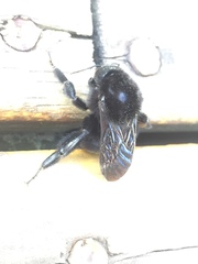 Bombus pauloensis