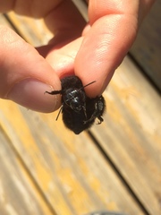 Bombus pauloensis