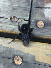 Bombus pauloensis
