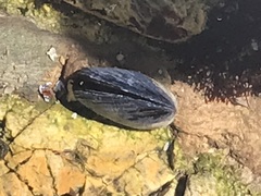Mytilus californianus