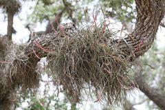 Tillandsia baileyi