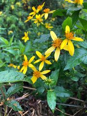 Bidens segetum