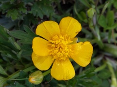Ranunculus repens