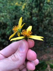 Bidens segetum