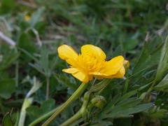 Ranunculus repens