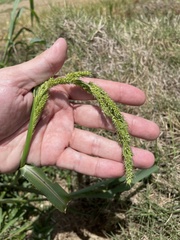 Echinochloa crus-pavonis