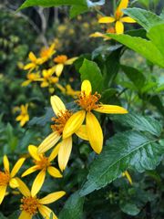 Bidens segetum