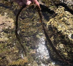 Egregia menziesii