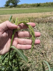 Echinochloa crus-pavonis