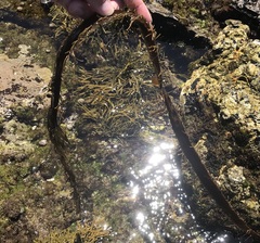 Egregia menziesii