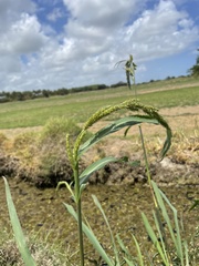 Echinochloa crus-pavonis