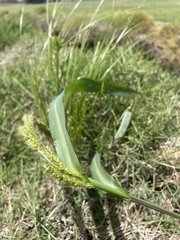Echinochloa crus-pavonis