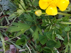 Ranunculus repens