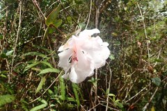 Rhododendron orbiculatum