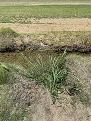 Echinochloa crus-pavonis