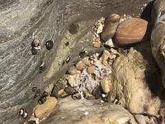 Gastropoda