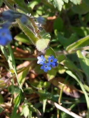 Myosotis arvensis