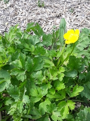 Ranunculus repens