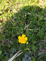 Ranunculus repens