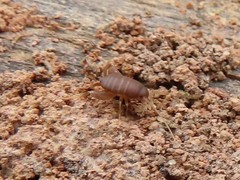 Myrmecophilus pergandei