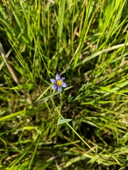 Sisyrinchium montanum