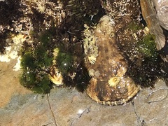 Lottia gigantea