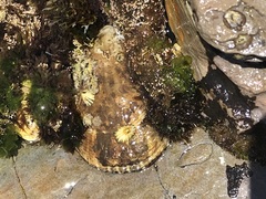 Lottia gigantea