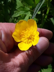 Ranunculus repens