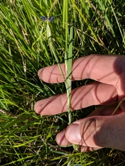 Sisyrinchium montanum