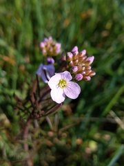 Cardamine pratensis