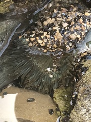 Anthopleura