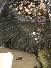Anthopleura
