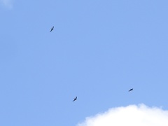 Chaetura pelagica