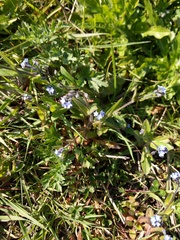 Myosotis arvensis