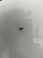 Disonycha bicarinata