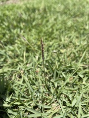 Zoysia matrella