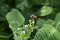 Episyrphus balteatus