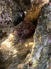 Pisaster ochraceus