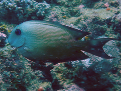 Ctenochaetus binotatus