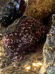 Pisaster ochraceus