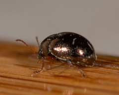 Spintherophyta globosa