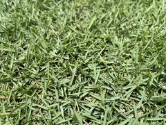 Zoysia matrella