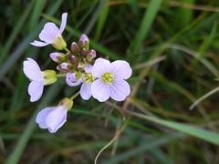 Cardamine pratensis