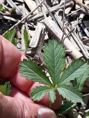 Potentilla reptans