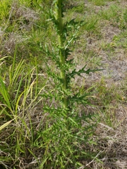 Cirsium nuttallii
