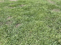 Zoysia matrella